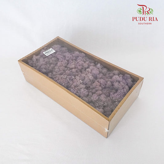 Preservative Reindeer Moss - Purple - Pudu Ria Florist Southern