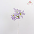 Leucocoryne Purple - Pudu Ria Florist Southern