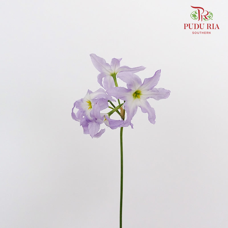 Leucocoryne Purple - Pudu Ria Florist Southern