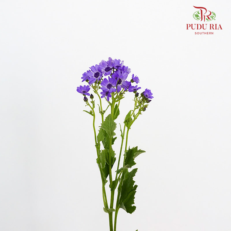 Pericallis Purple - Pudu Ria Florist Southern