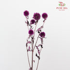 Dry Echinops - Purple - Pudu Ria Florist Southern