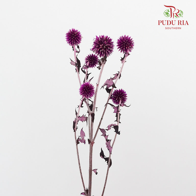 Dry Echinops - Purple - Pudu Ria Florist Southern