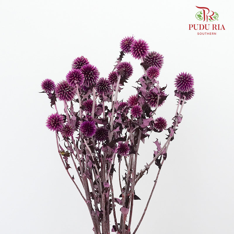 Dry Echinops - Purple - Pudu Ria Florist Southern