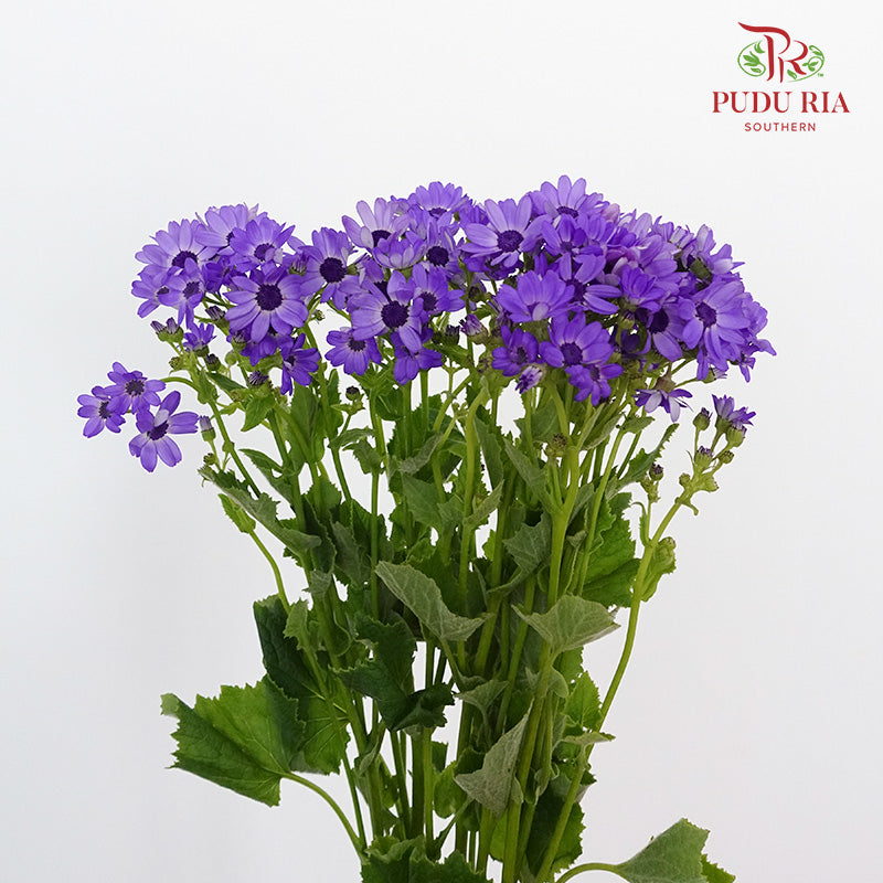 Pericallis Purple - Pudu Ria Florist Southern