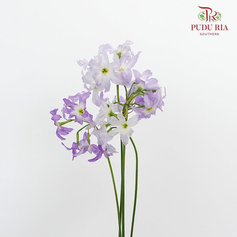 Leucocoryne Purple - Pudu Ria Florist Southern