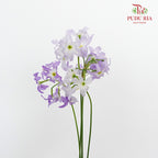 Leucocoryne Purple - Pudu Ria Florist Southern