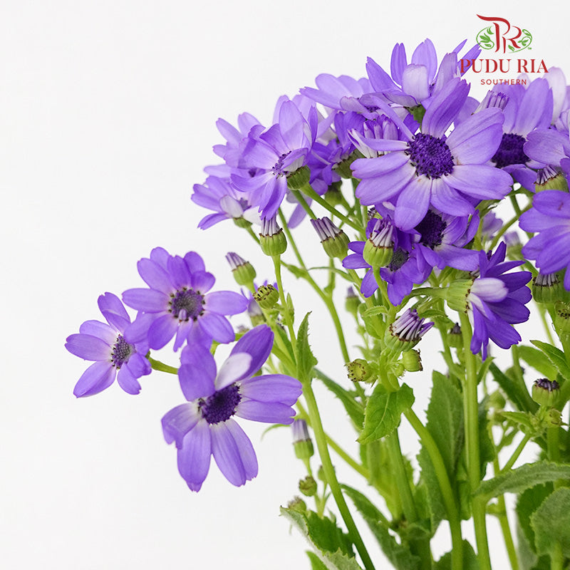 Pericallis Purple - Pudu Ria Florist Southern