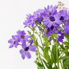 Pericallis Purple - Pudu Ria Florist Southern