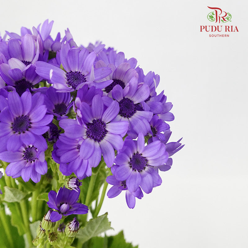 Pericallis Purple - Pudu Ria Florist Southern