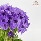 Pericallis Purple - Pudu Ria Florist Southern
