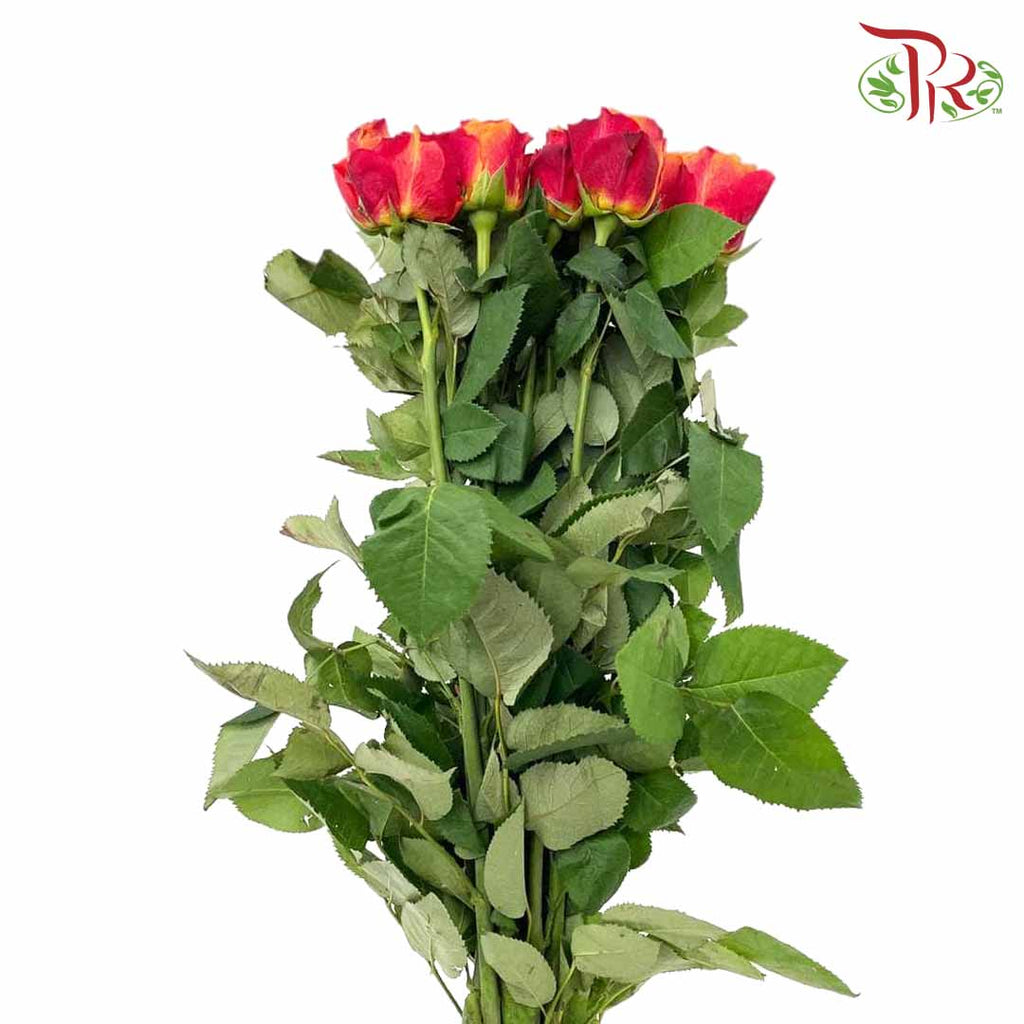 Rose Fire (8-10 Stems) - Pudu Ria Florist Southern