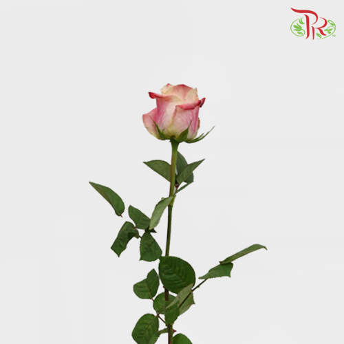 Rose Chapeau (8-10 Stems) - Pudu Ria Florist Southern