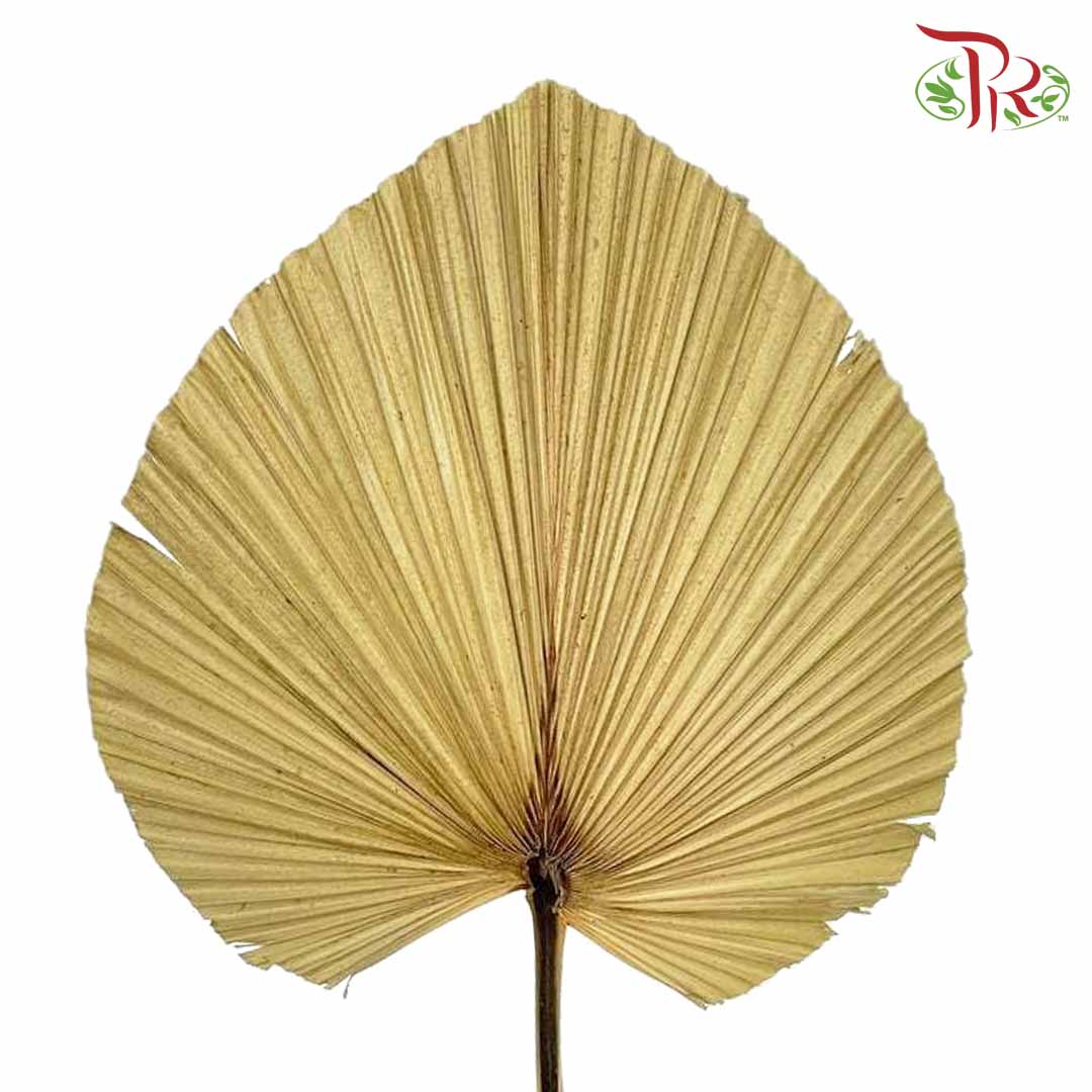 Livistone Dry Cut (XL) - Pudu Ria Florist Southern
