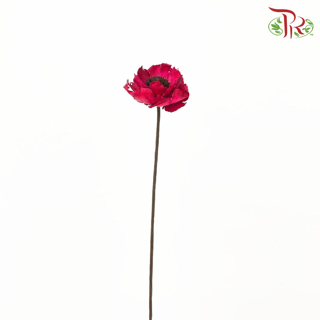 Dry Corn Poppy - Red - Pudu Ria Florist Southern