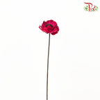 Dry Corn Poppy - Red - Pudu Ria Florist Southern
