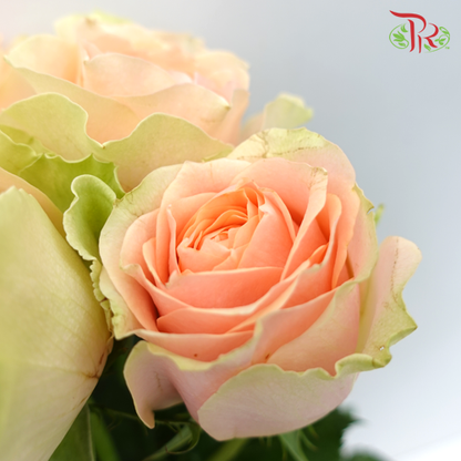 Rose Gravity (8-10 Stems) - Pudu Ria Florist Southern
