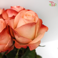 Rose Emotion (8-10 Stems) - Pudu Ria Florist Southern