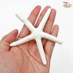 Preservative Starfish Mini - Pudu Ria Florist Southern