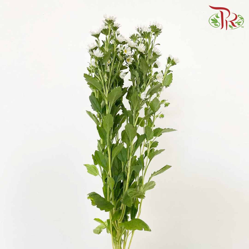 Hana White - Pudu Ria Florist Southern