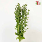 Hana White - Pudu Ria Florist Southern