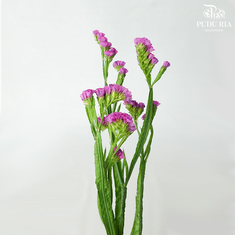 Statice Pink - Pudu Ria Florist Southern