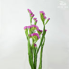 Statice Pink - Pudu Ria Florist Southern