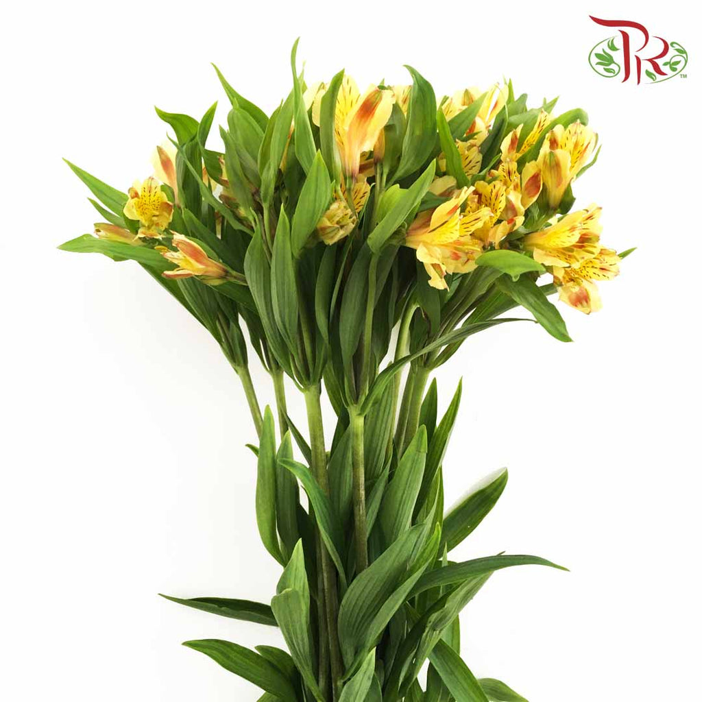Alstroemeria Yellow (9-10 Stems) - Pudu Ria Florist Southern