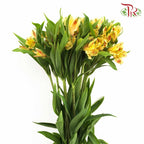 Alstroemeria Yellow (9-10 Stems) - Pudu Ria Florist Southern