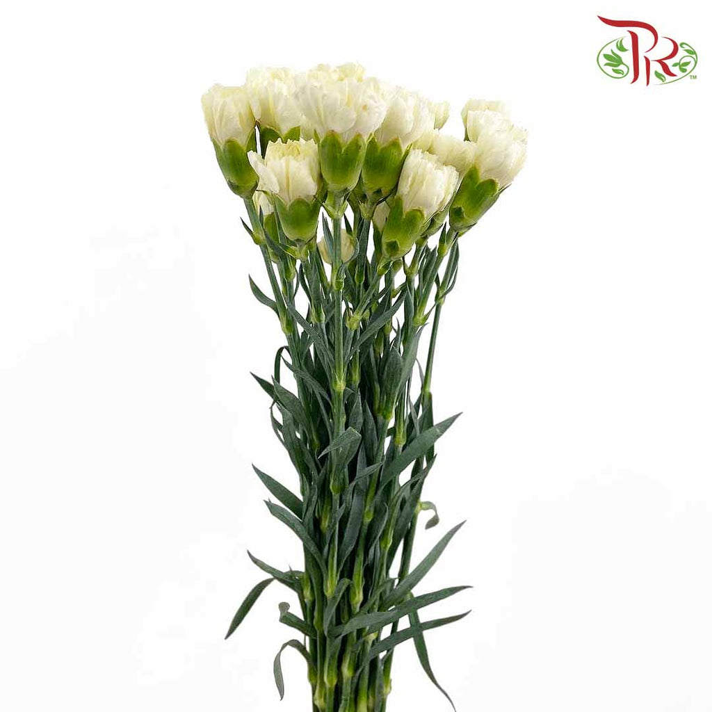 Carnation White (18-20 Stems) - Pudu Ria Florist Southern