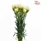 Carnation White (18-20 Stems) - Pudu Ria Florist Southern