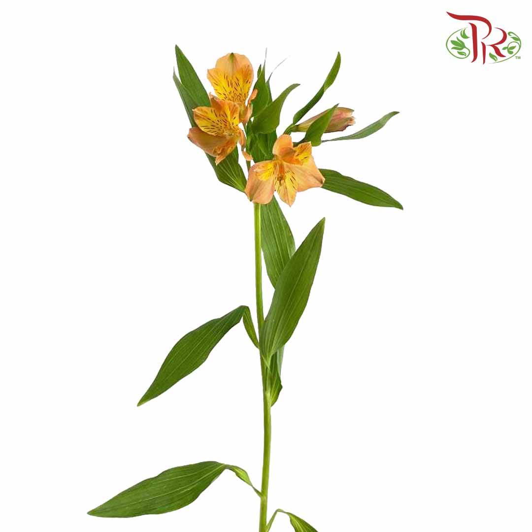 Alstroemeria Orange (9-10 Stems) - Pudu Ria Florist Southern