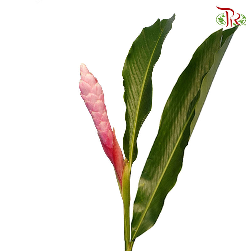 Ginger Pink (5 Stems) - Pudu Ria Florist Southern