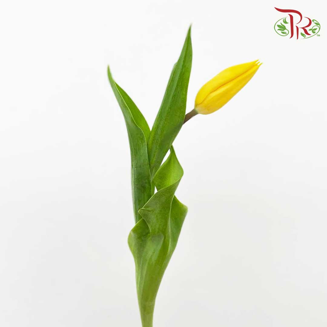 Tulip Yellow (8-9 Stems) - Pudu Ria Florist Southern