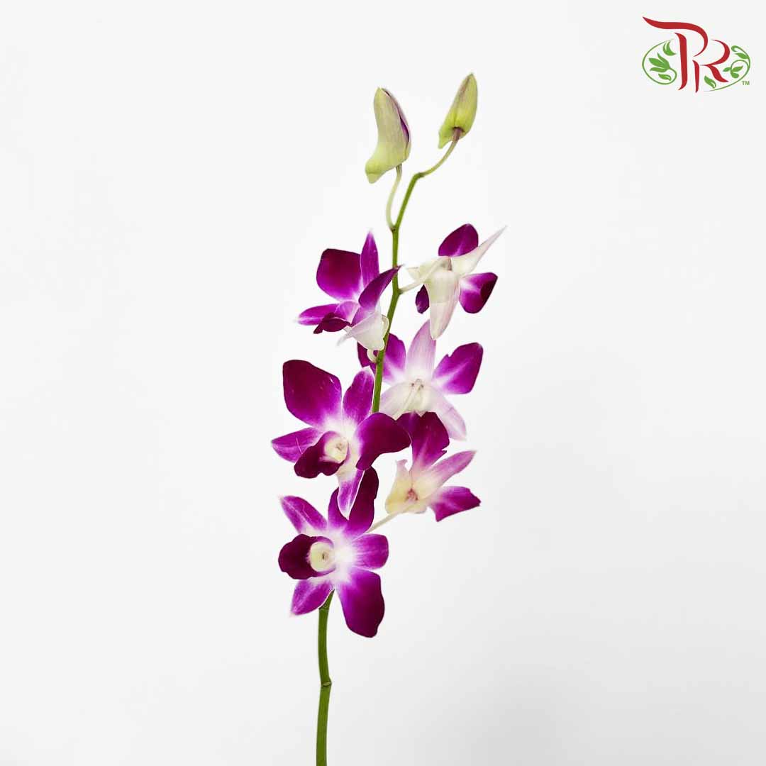 Dendrobium Orchid Purple / 5 Stems (L) - Pudu Ria Florist Southern