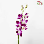 Dendrobium Orchid Purple / 5 Stems (L) - Pudu Ria Florist Southern