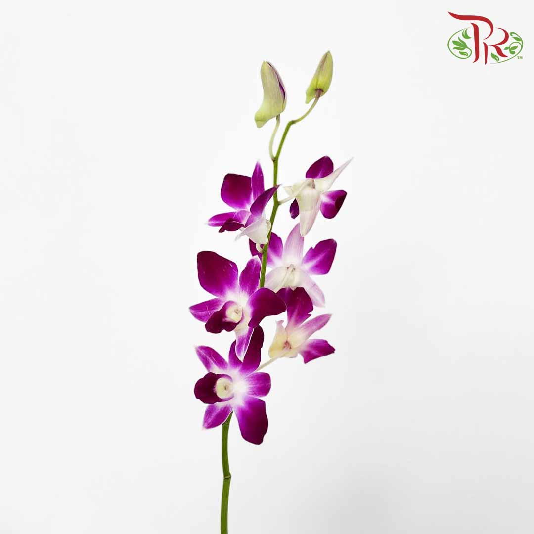 Dendrobium Orchid Purple / 10 Stems - Pudu Ria Florist Southern