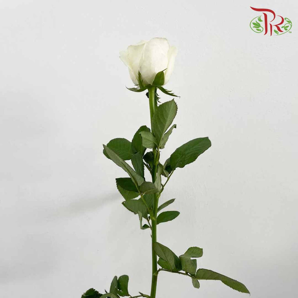 Rose White (8-10 Stems) - Pudu Ria Florist Southern