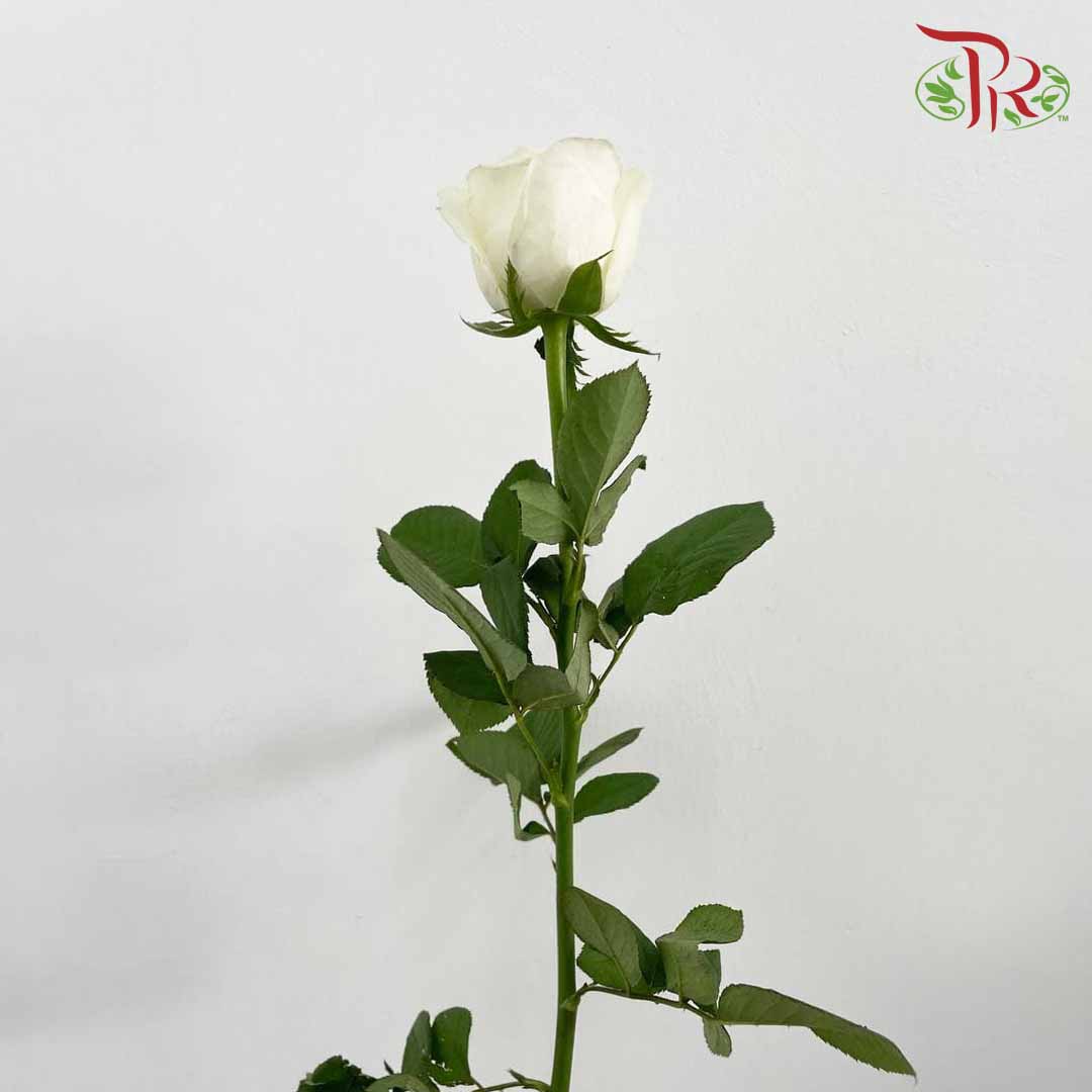 Rose White (8-10 Stems) - Pudu Ria Florist Southern
