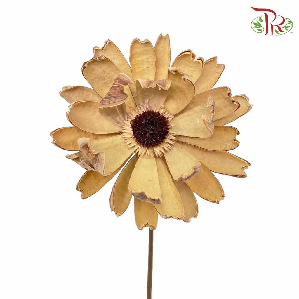 Dry Lingjian Lotus - Natural - Pudu Ria Florist Southern