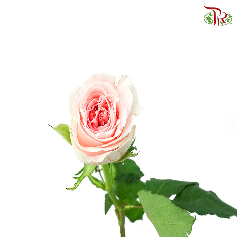 Rose Revival (8-10 Stems) - Pudu Ria Florist Southern