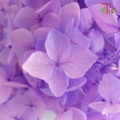 Preservative Hydrangea - Two Toned Purple / Per Stem - Pudu Ria Florist Southern