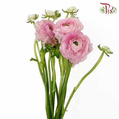 Ranunculus Pink (5 Stems) - Pudu Ria Florist Southern