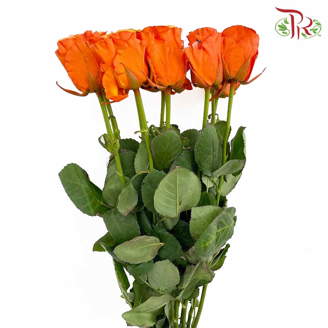 Rose Poisonous Eyeball (8-10 Stems) - Pudu Ria Florist Southern