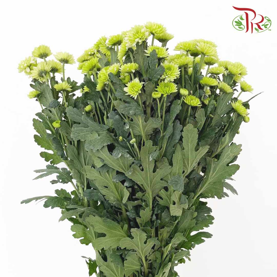 Chrysanthemum Pompom Green (10-12 Stems) - Pudu Ria Florist Southern