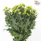 Chrysanthemum Pompom Green (10-12 Stems) - Pudu Ria Florist Southern
