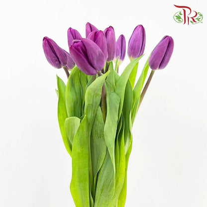 Tulip Purple (8-9 Stems) - Pudu Ria Florist Southern