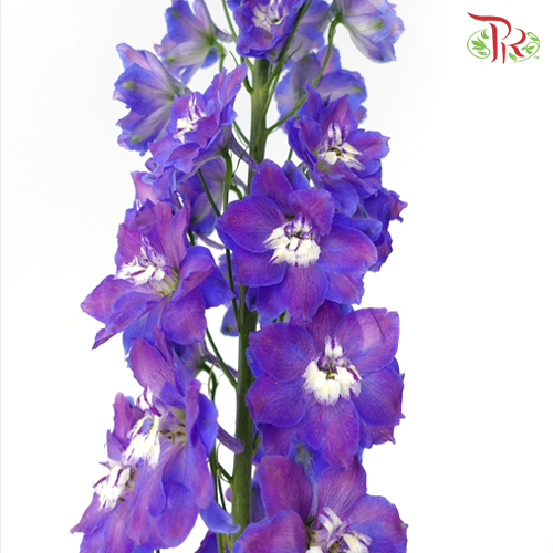 Delphinium Giant Purple - 5 Stems - Pudu Ria Florist Southern