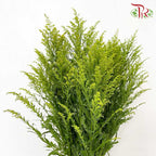 Peacock Yellow (Per Bundle) - Pudu Ria Florist Southern