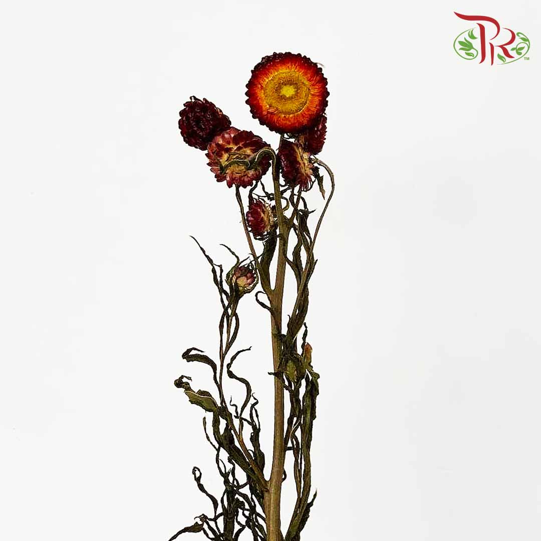 Dry Helichrysum Natural & Bleached - Maroon / Per Bundle - Pudu Ria Florist Southern