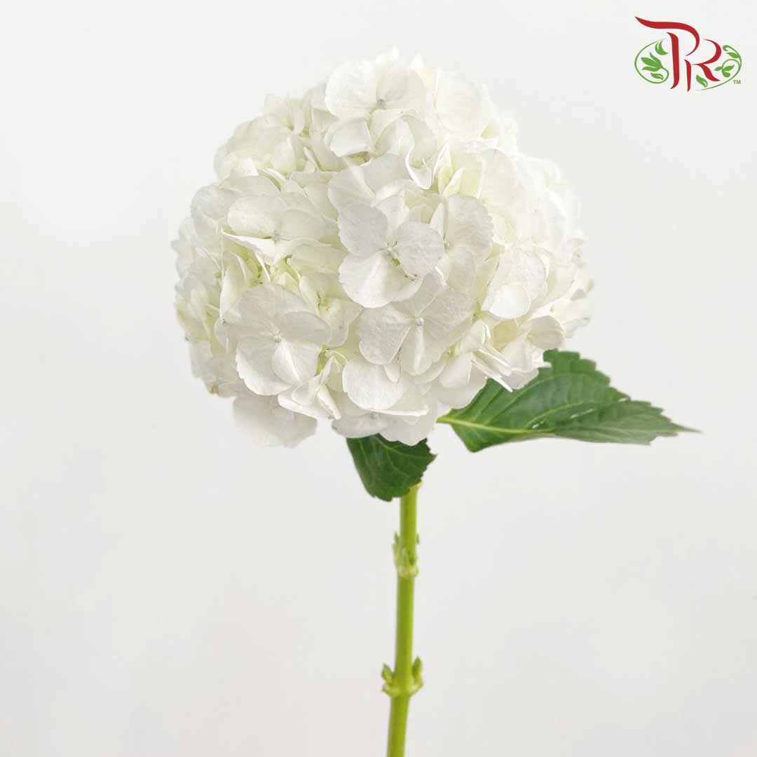 Hydrangea White / Per Stem - Pudu Ria Florist Southern